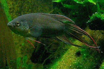 Macropodus spechti
