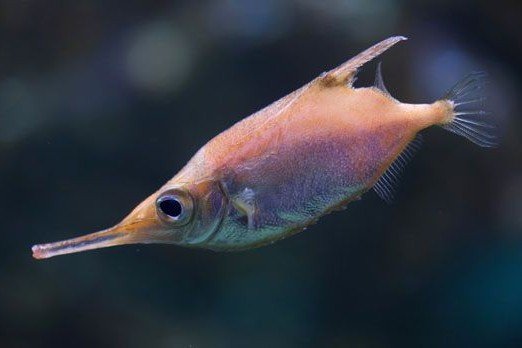 Longspine snipefish