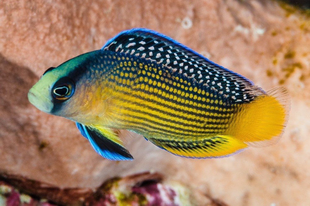 Splendid dottyback