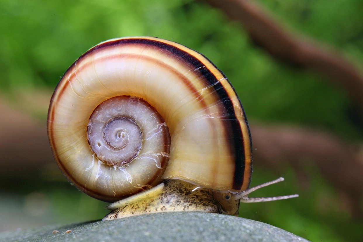 Giant ramshorn snail