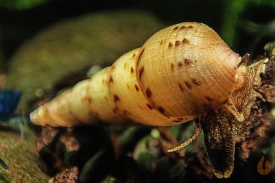 Malaysian trumpet snail