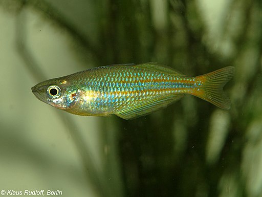 Melanotaenia herbertaxelrodi
