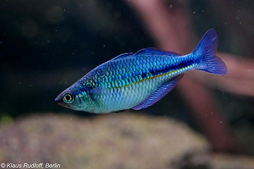 Melanotaenia lacustris