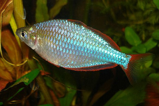 Melanotaenia praecox