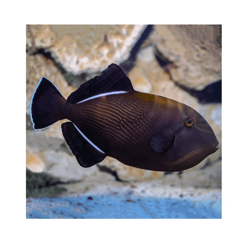Blackfin triggerfish