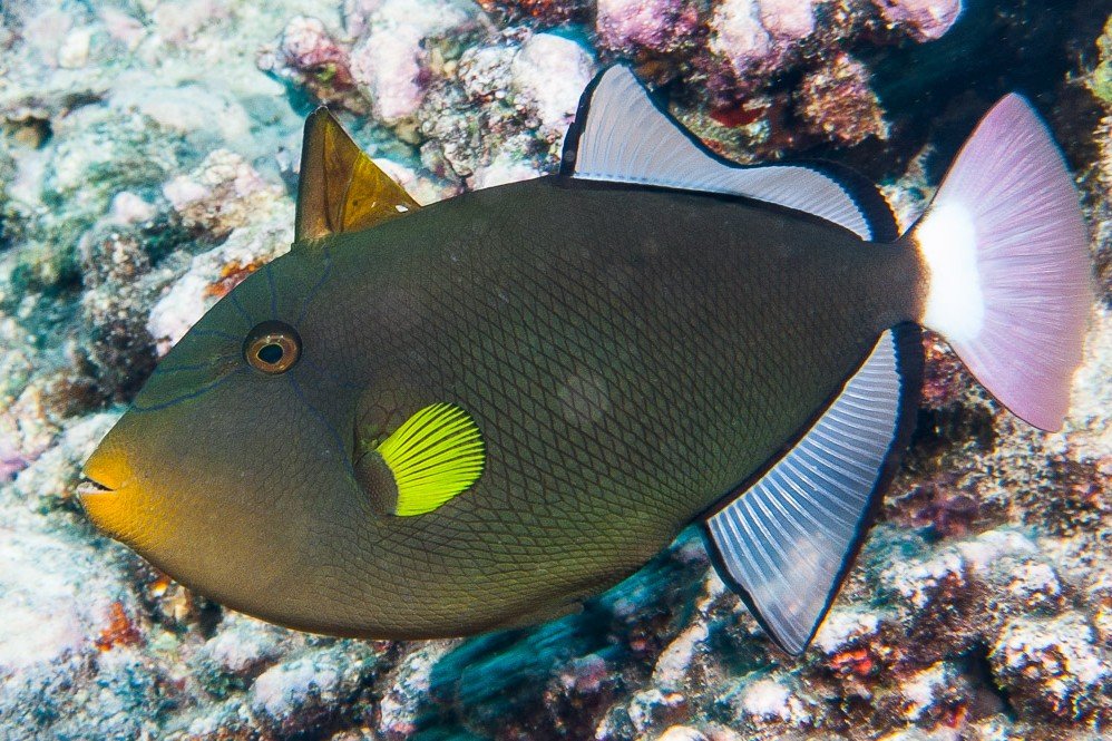 Melichthys vidua