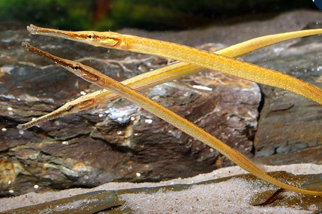 West African pipefish
