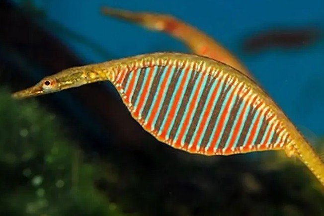 Deocata pipefish