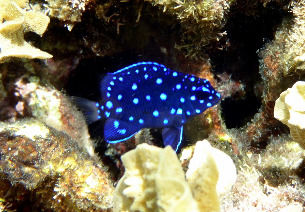 Jewel damselfish