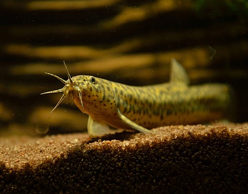 Misgurnus anguillicaudatus
