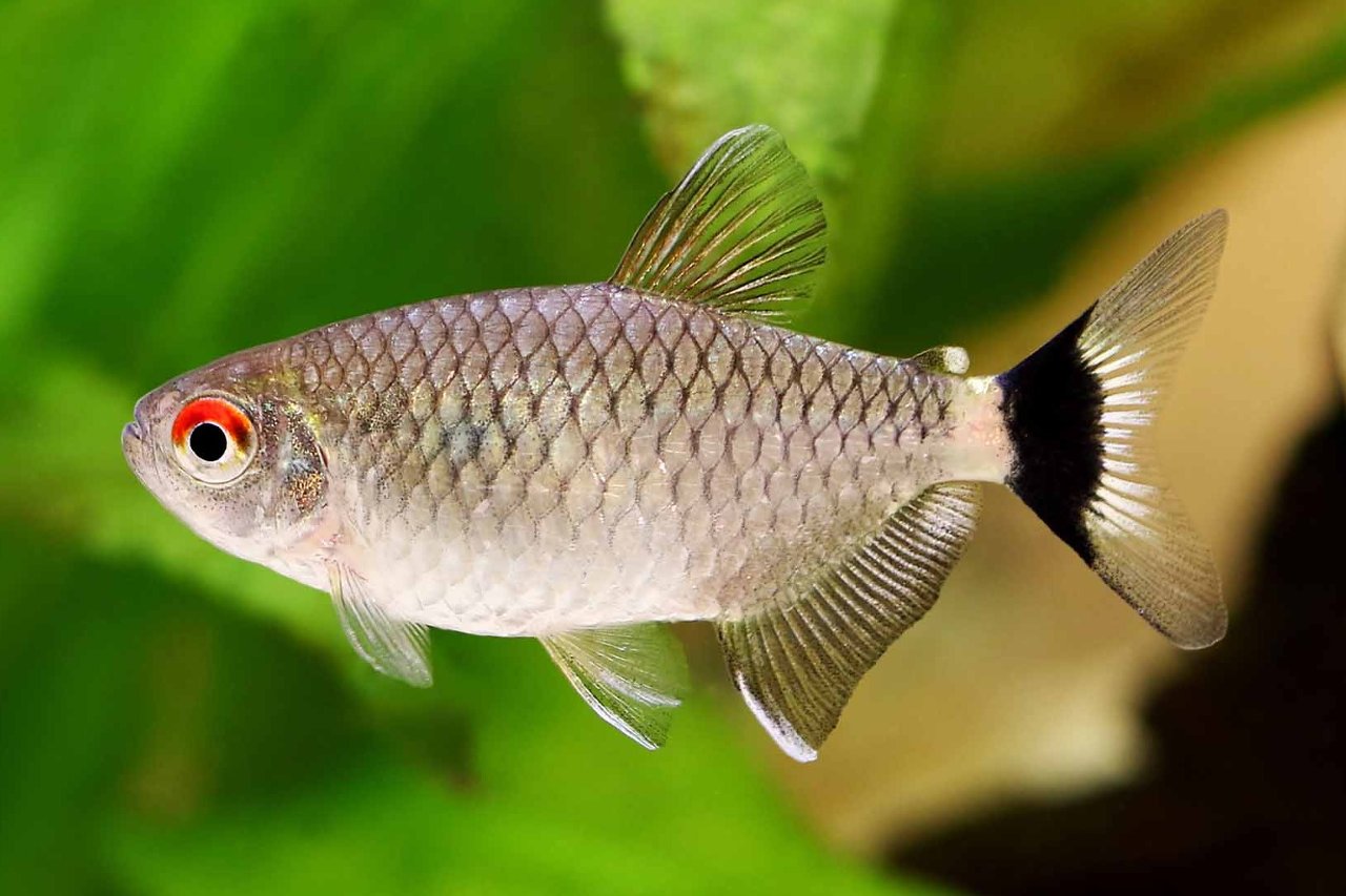 Moenkhausia sanctaefilomenae