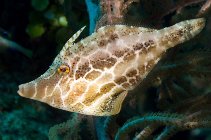 Slender filefish