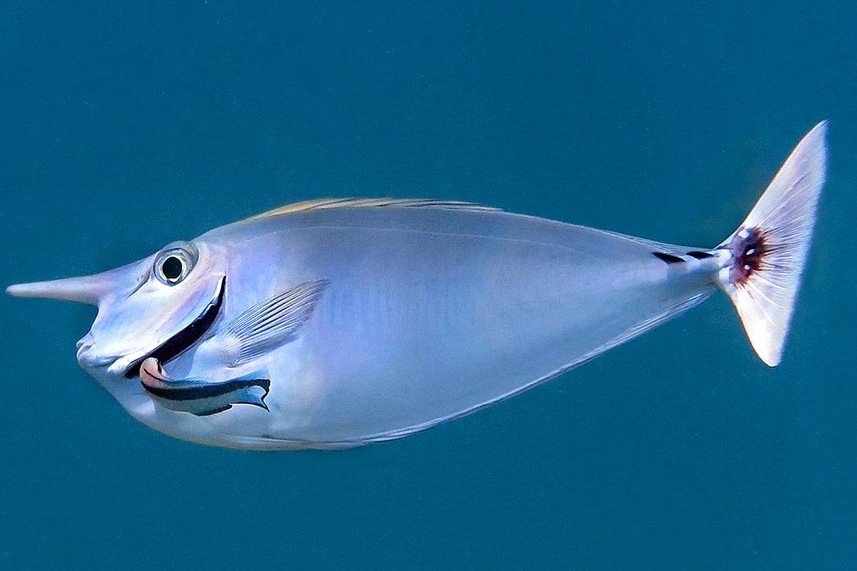 Short-nosed unicornfish