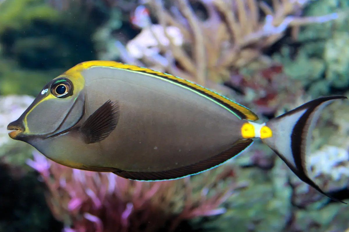 Elegant unicornfish