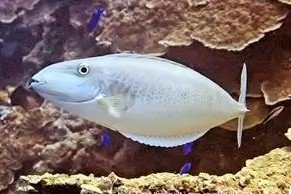 Elongate unicornfish