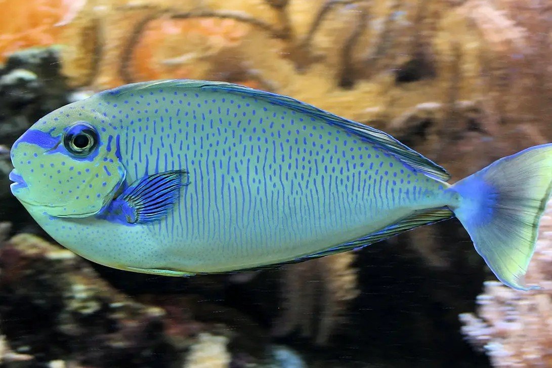 Big-nose unicornfish