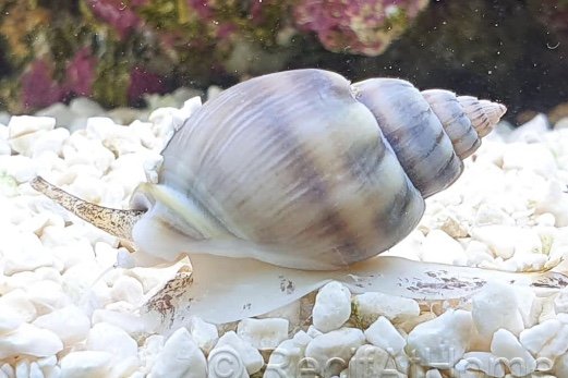 Crowned nassarius snail