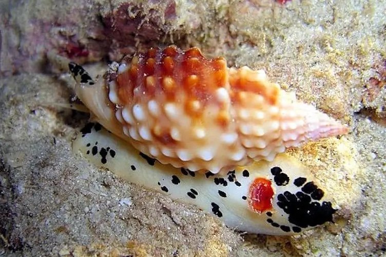 Nassarius gemmulatus