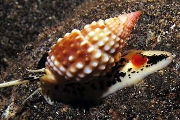 Papillose nassarius snail
