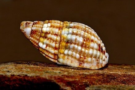 Reticulated nassarius