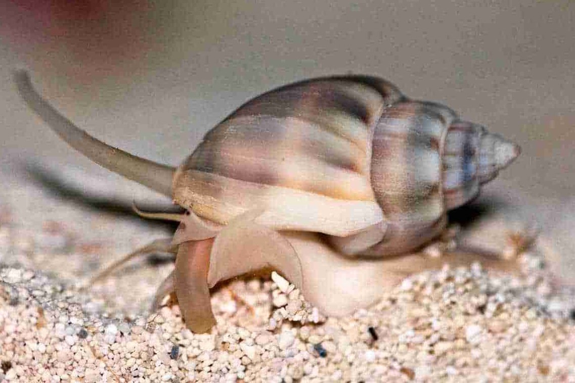 Nassarius vibex