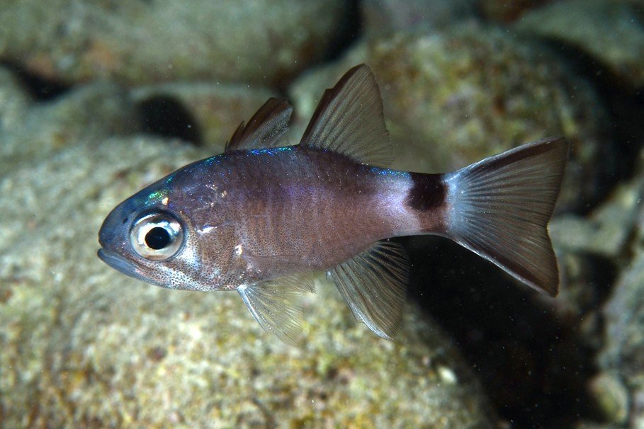 Nectamia savayensis