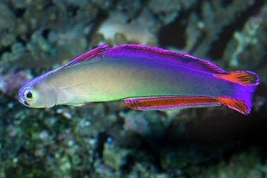 Elegant firefish