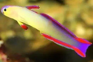 Exquisite firefish