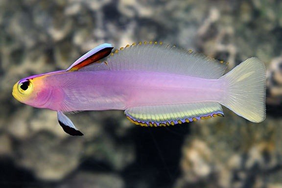 Helfrich's dartfish