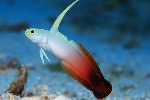 Fire goby