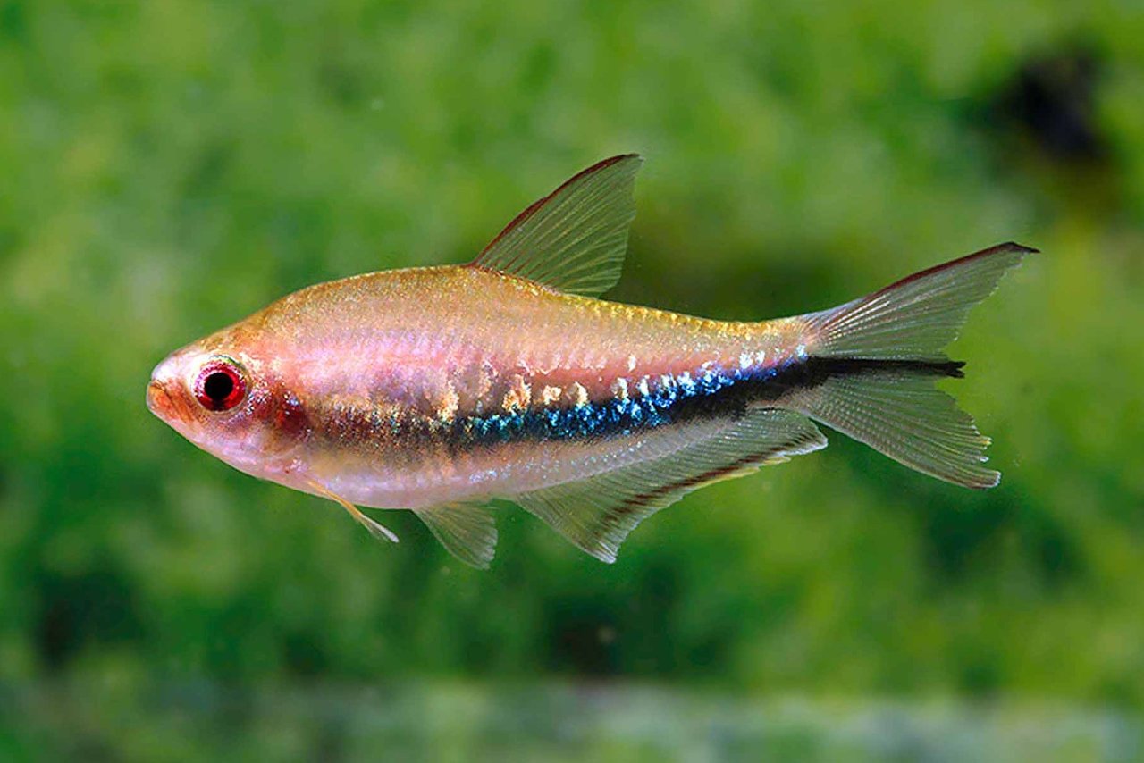 Nematobrycon lacortei