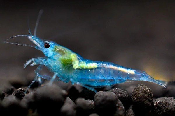 Blue Jelly