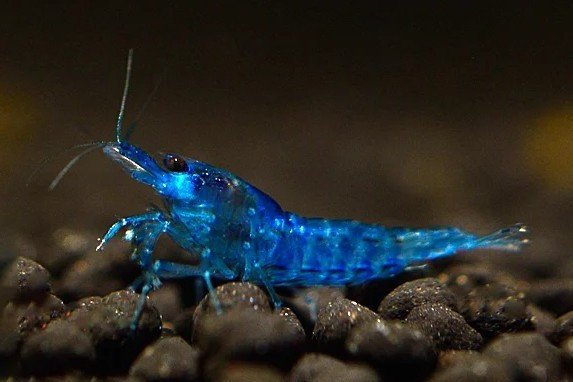 Blue velvet