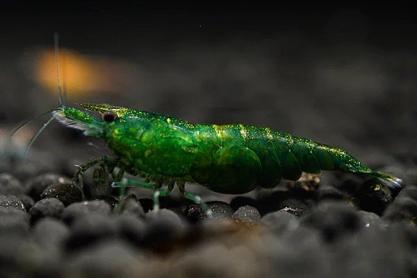 Green Jade