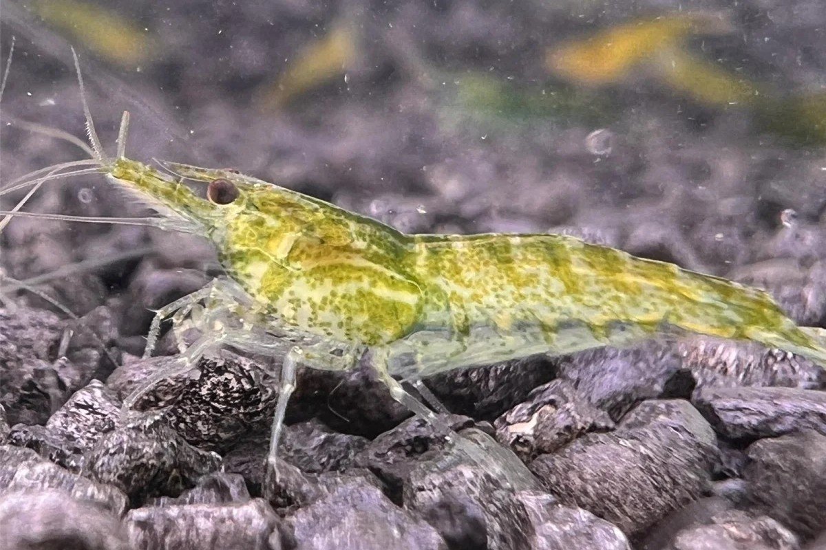 Green Jelly