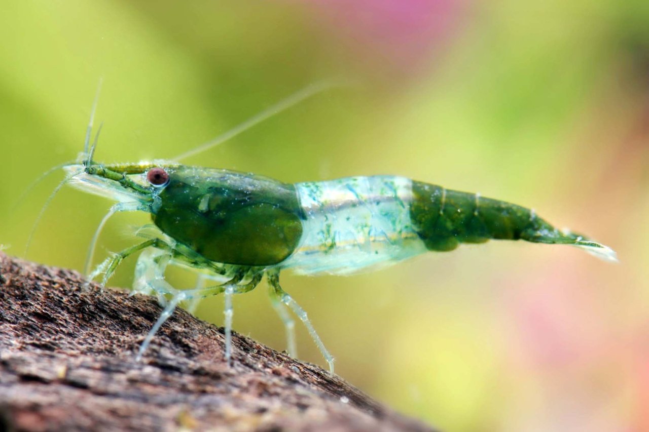 Green Rili
