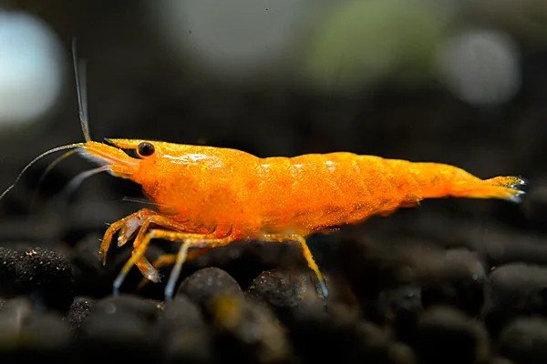 Orange sakura