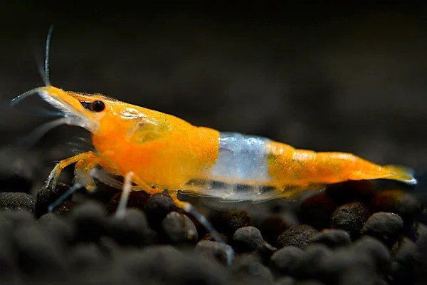 Orange Rili