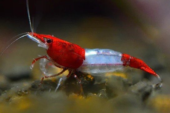 Neocaridina davidi var. Rili