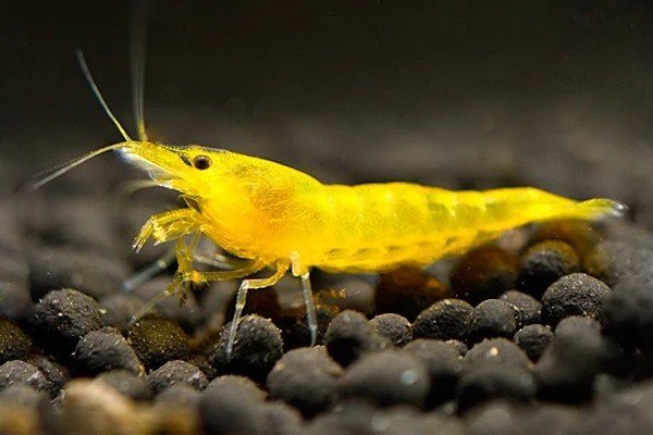 Yellow fire