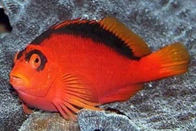 Flame hawkfish