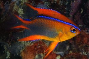 Cross's damselfish