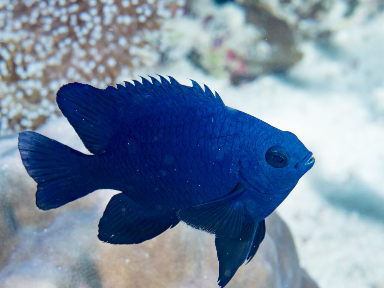 Black damselfish