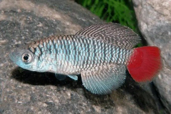 Nothobranchius patrizii