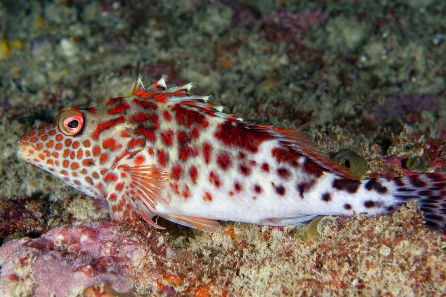 Notocirrhitus splendens