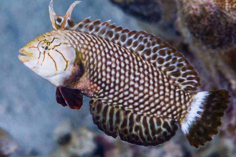 Masked razor wrasse