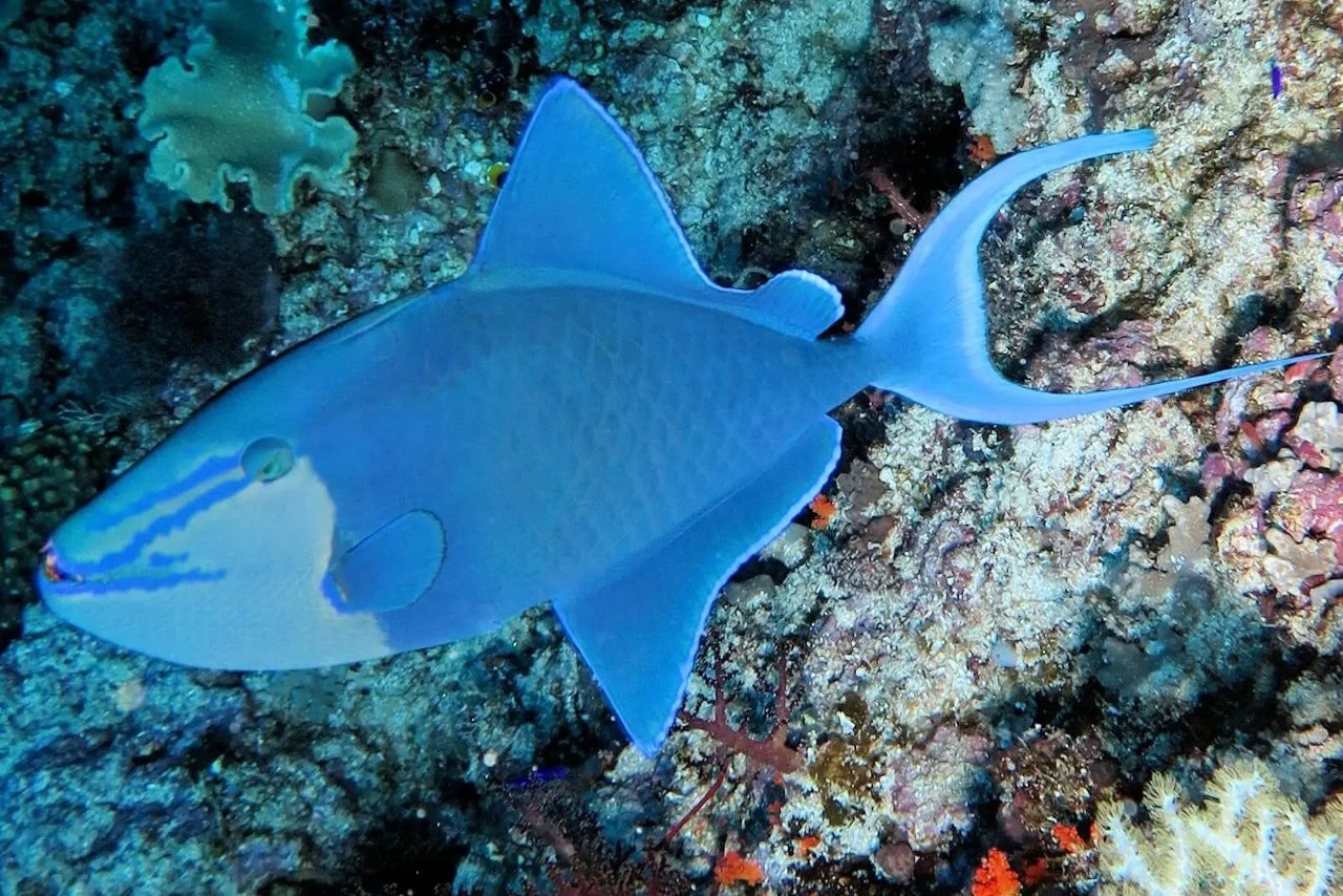 Red-toothed triggerfish