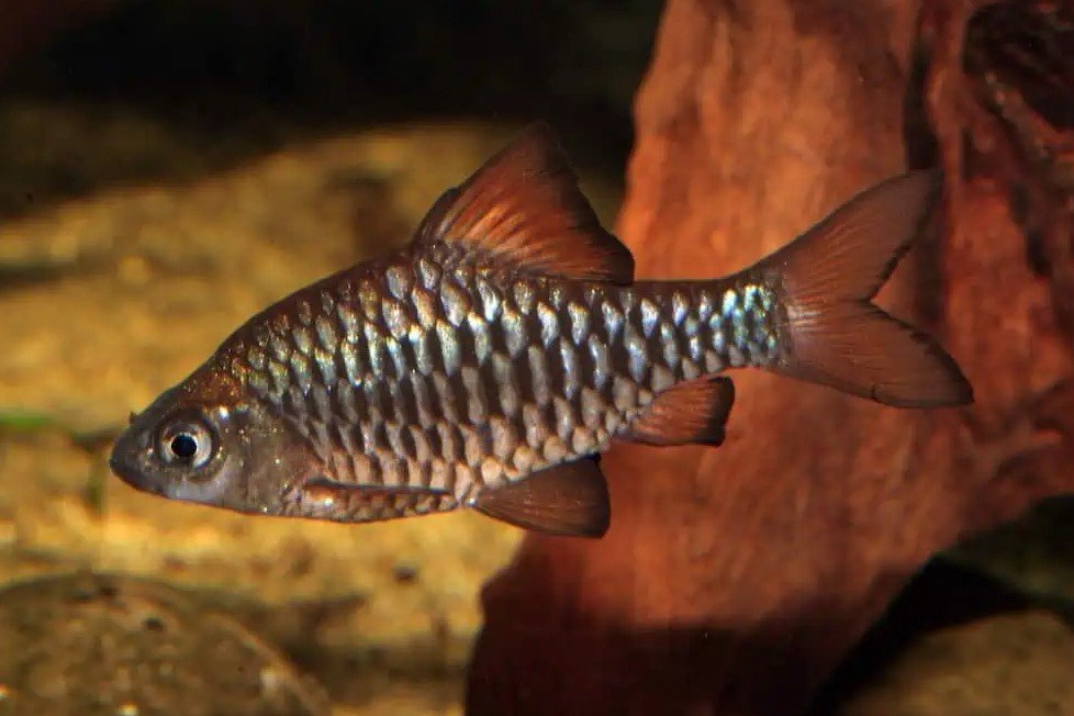 Oliotius oligolepis
