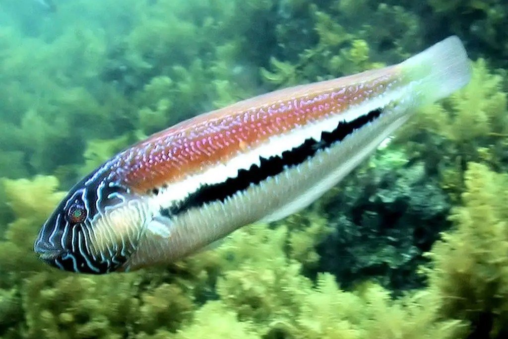 Maori wrasse