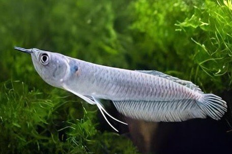 Silver arowana